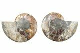 Cut & Polished, Crystal-Filled Ammonite Fossil - Madagascar #282659-1